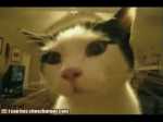 Autotuned Cat via Deadmau5