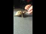 Terry the Tortoise trying a bean sprout for the first time! 