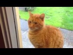 Bruno the cat lets his owners know he wants in by ringing the doorbell. He only does it when he knows the owners are awake and not in bed, so the bell never goes off at 4 in the morning. Smart cat.