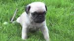 Very cute 4 week old pug puppies testing out their first steps outdoors.