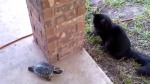 The Cat and the Turtle