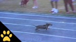 Dog Cheats In Dog Race To Win