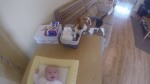 Cute Dog knows how to help mom with changing baby's diaper like a PRO!