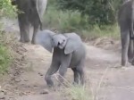 This video shows a young elephant calf charging a vehicle at Mfuwe Lodge.