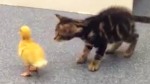 Watch these kittens as they learn and do things for the first time. Complete cute overload!