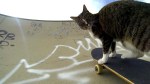 Didga the Skateboarding Cat