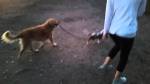 Sandy the golden walks Ringo the puppy