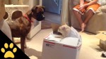Cat Jumps Out of a Box to Scare the Dog